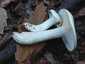 Kőrisszagú csigagomba (Hygrophorus cossus), Budai-hegység